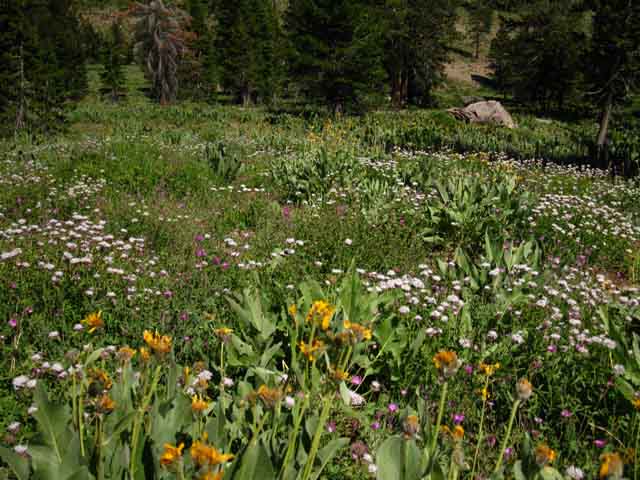 Wet part of Bee Gulch still blooming in mid July